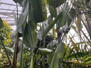 tall dark green leaves sprout from long stalks
