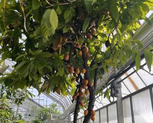 yellow brown cacao pods hang from large leafy foliage