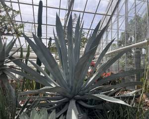 thick blue green spines in a spiky spherical shape