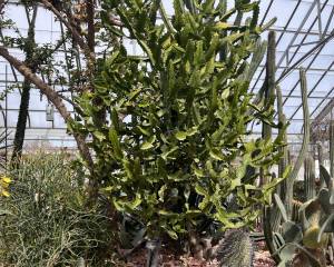 green zig zaggy spines in a mass