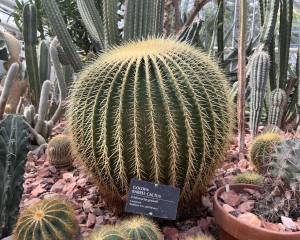 spherical cactus with yellow spines