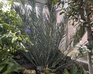 karoo cycad feathery green blue fronds