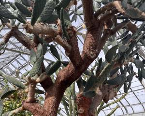 cactus pads on a thick tree trunk